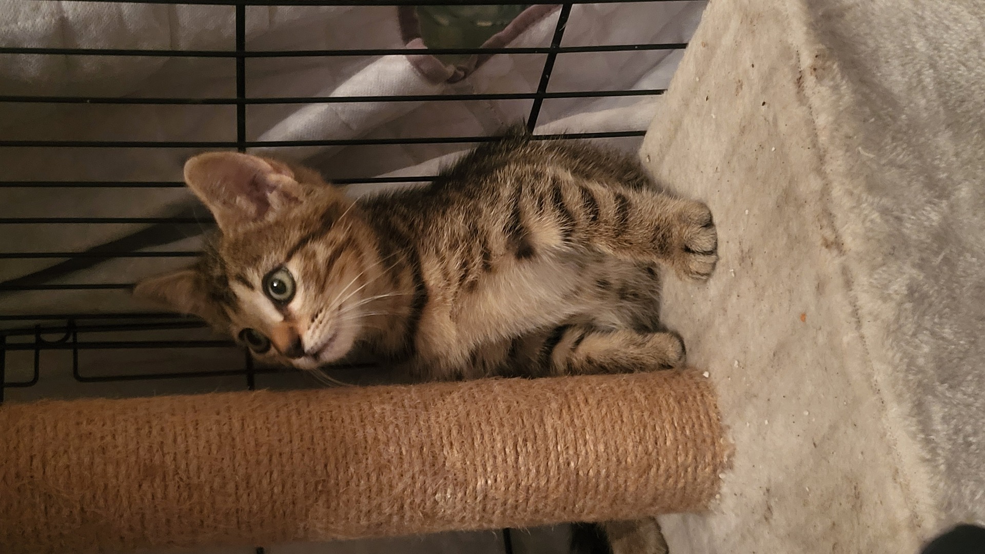 Adopter Tigrou