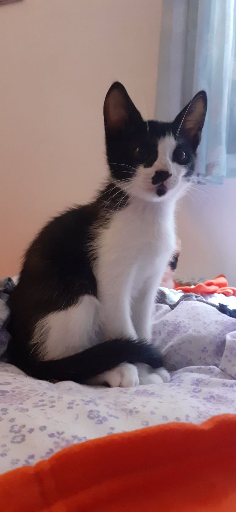 Adopter Budy