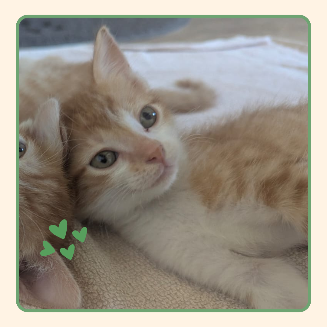 Adoption Floki