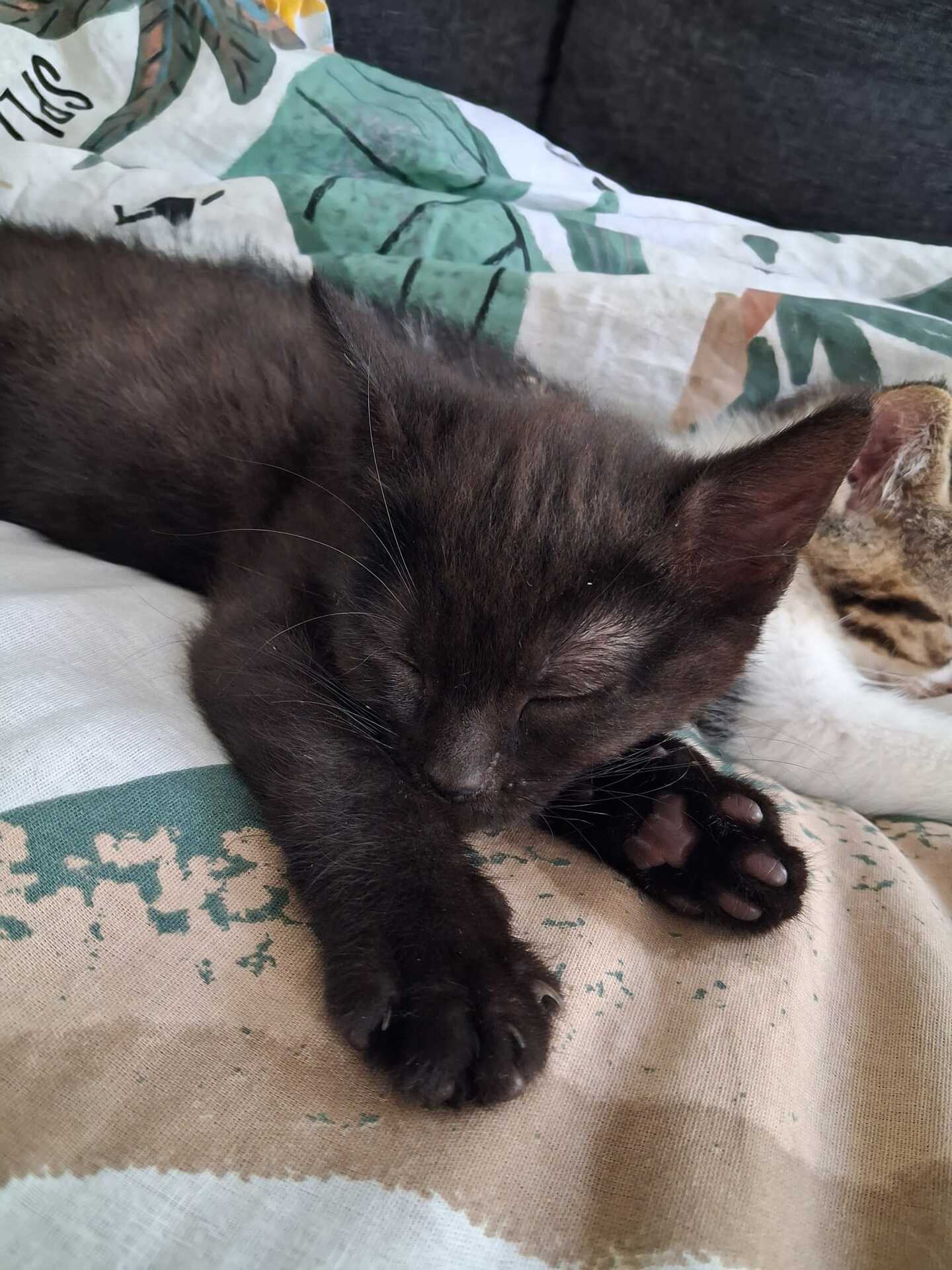 Adoption Emi