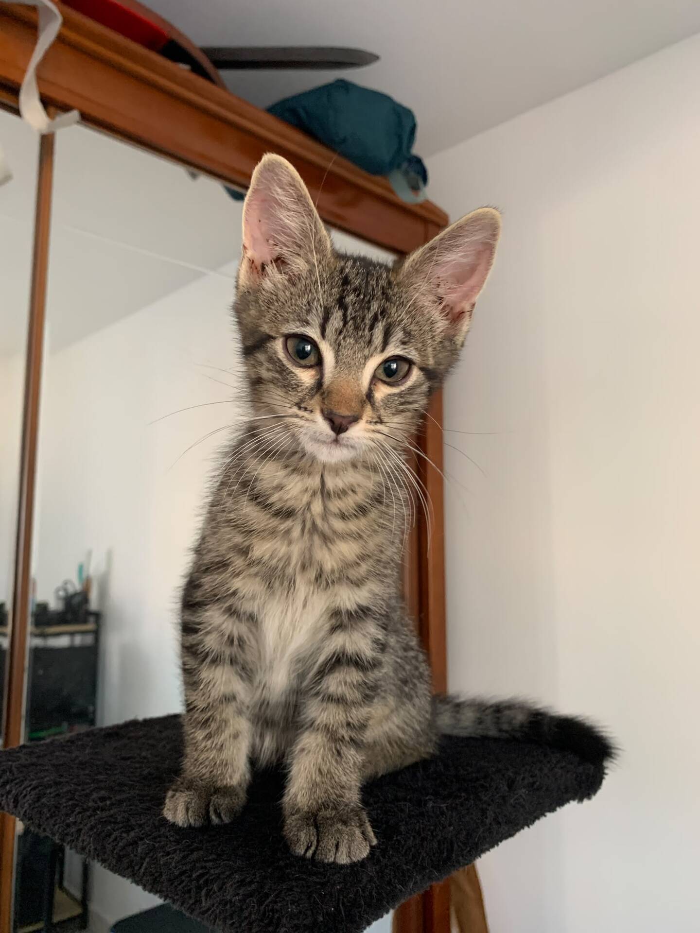 Adoption Belin