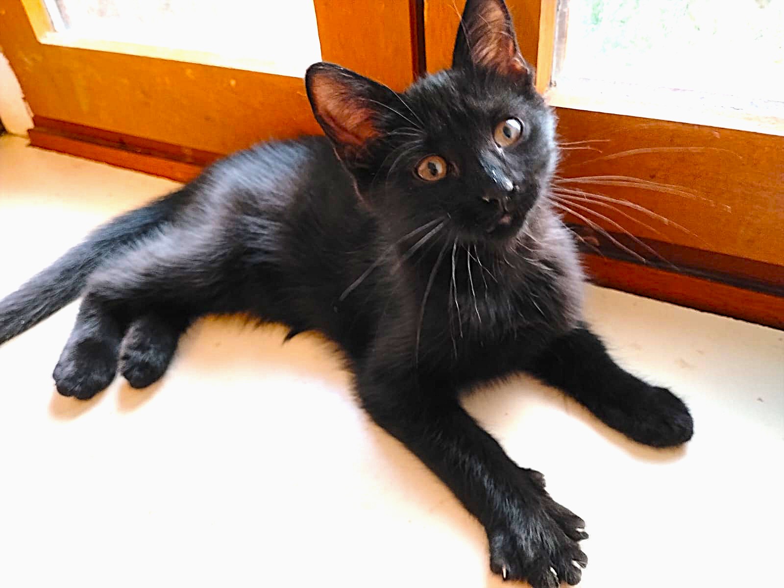 Adopter Bibie