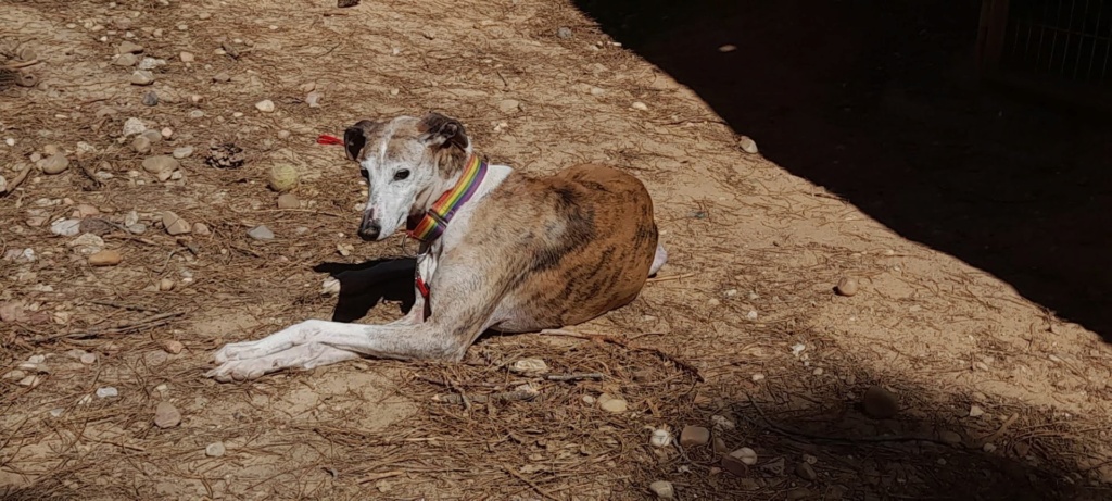 Adopter CHERI