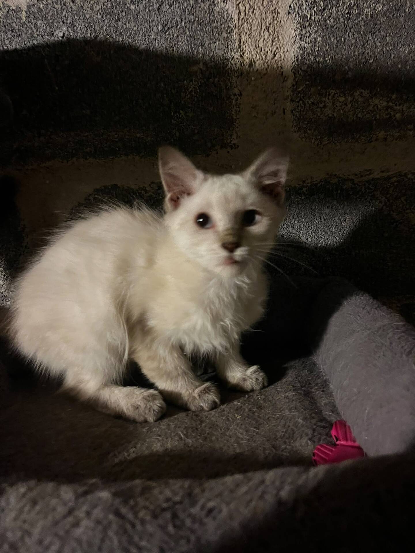 Adopter Plume