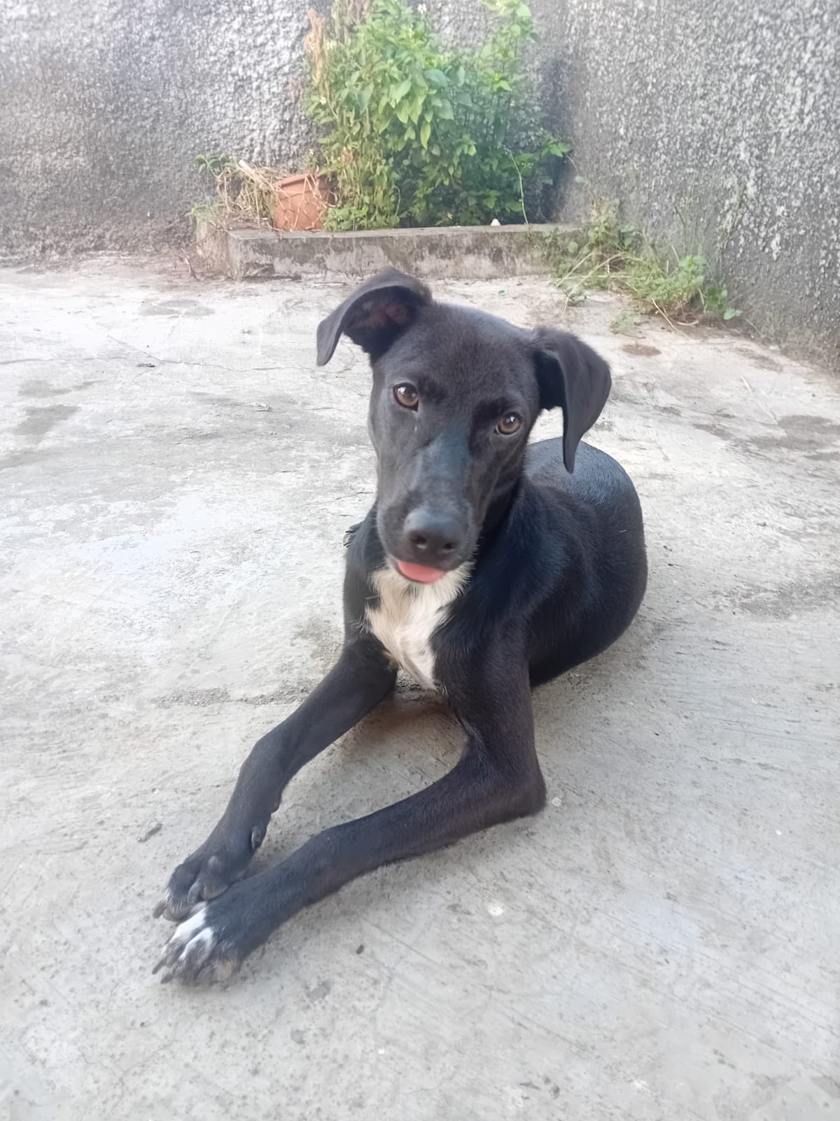 Adopter Cheeky