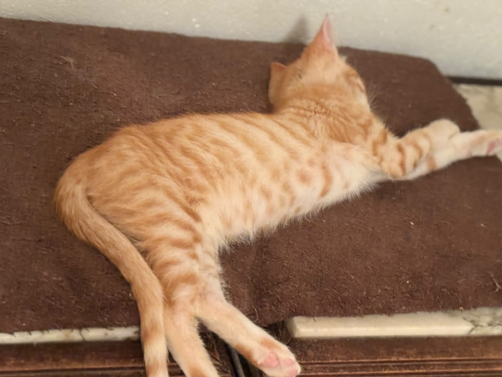 Adoption BRIDGET et ARCHIBALD