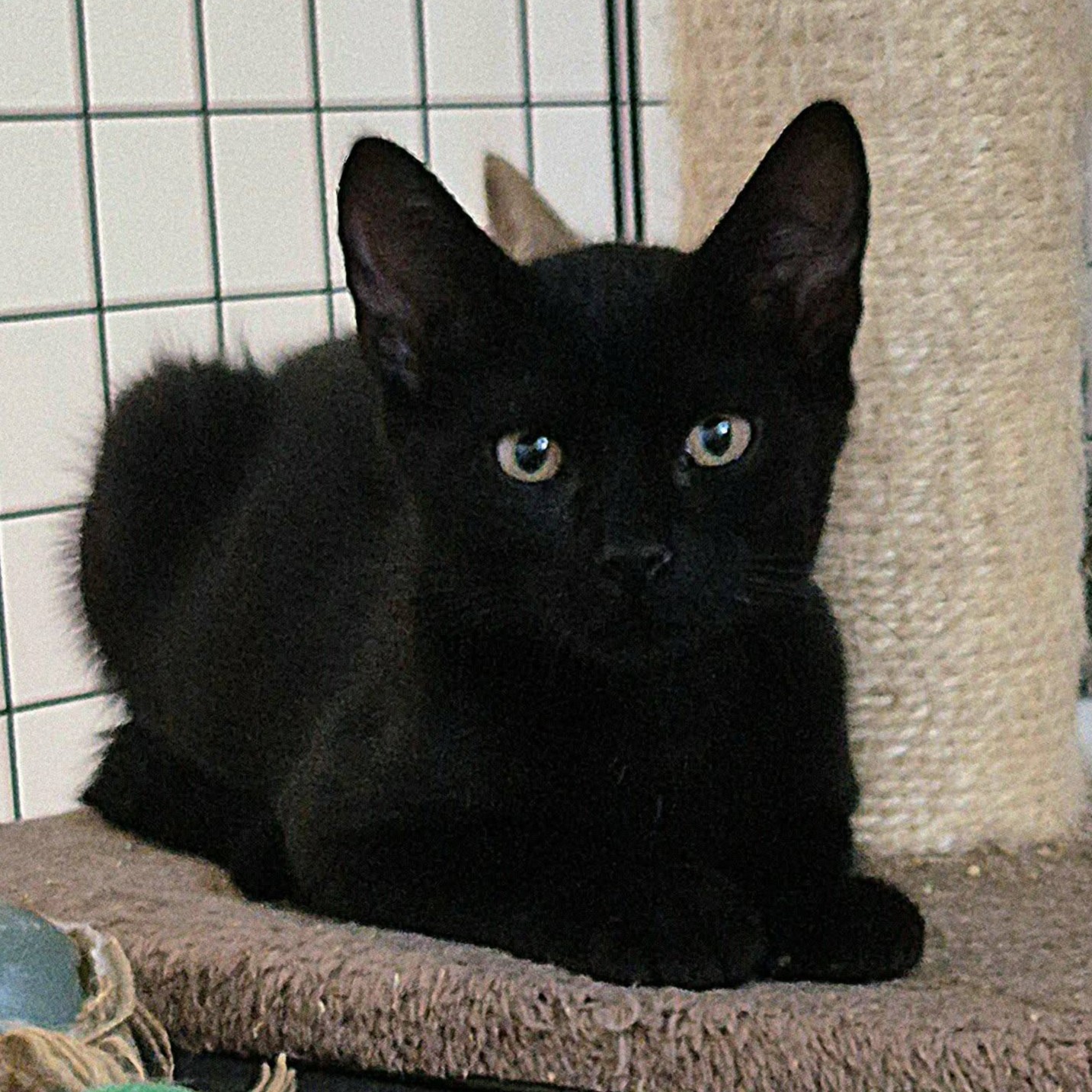 Adopter REGLISSE