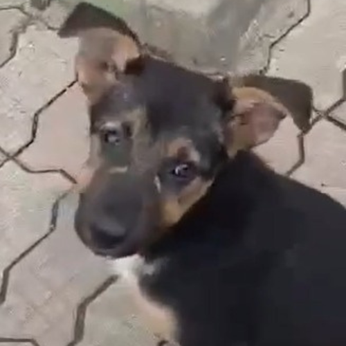Adoption ZODIA