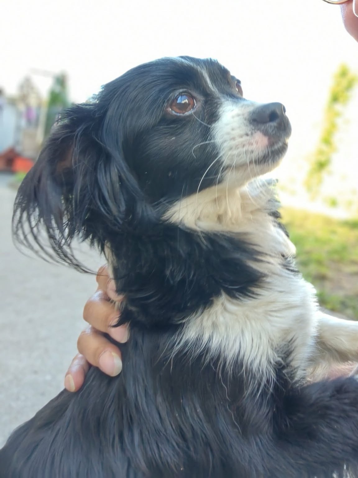 Adopter Tia