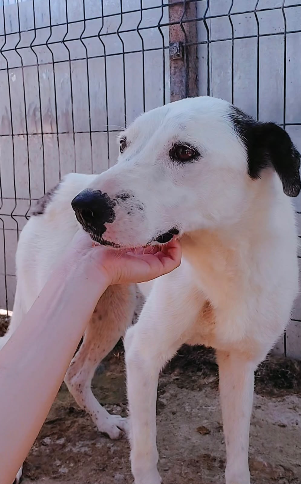 Adopter PIPPI