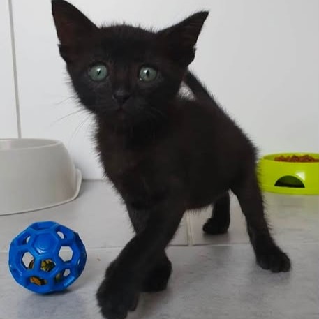 Adopter Pimsy