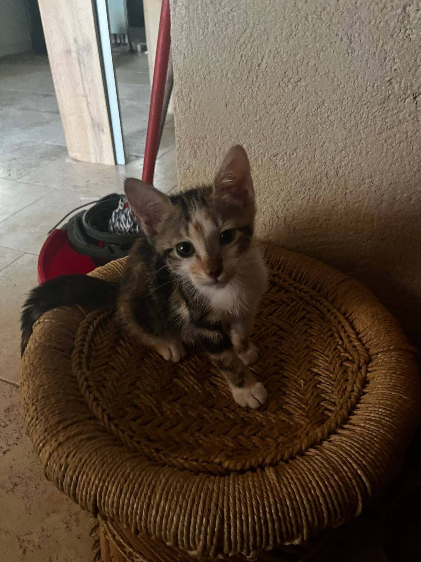 Adopter Best
