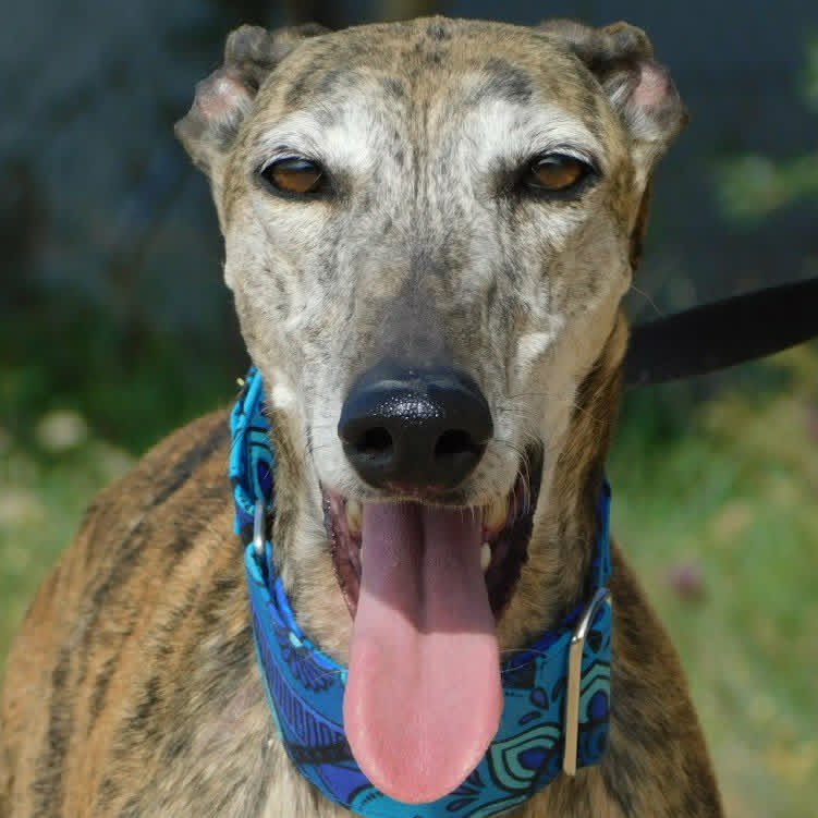 Adoption KENIA