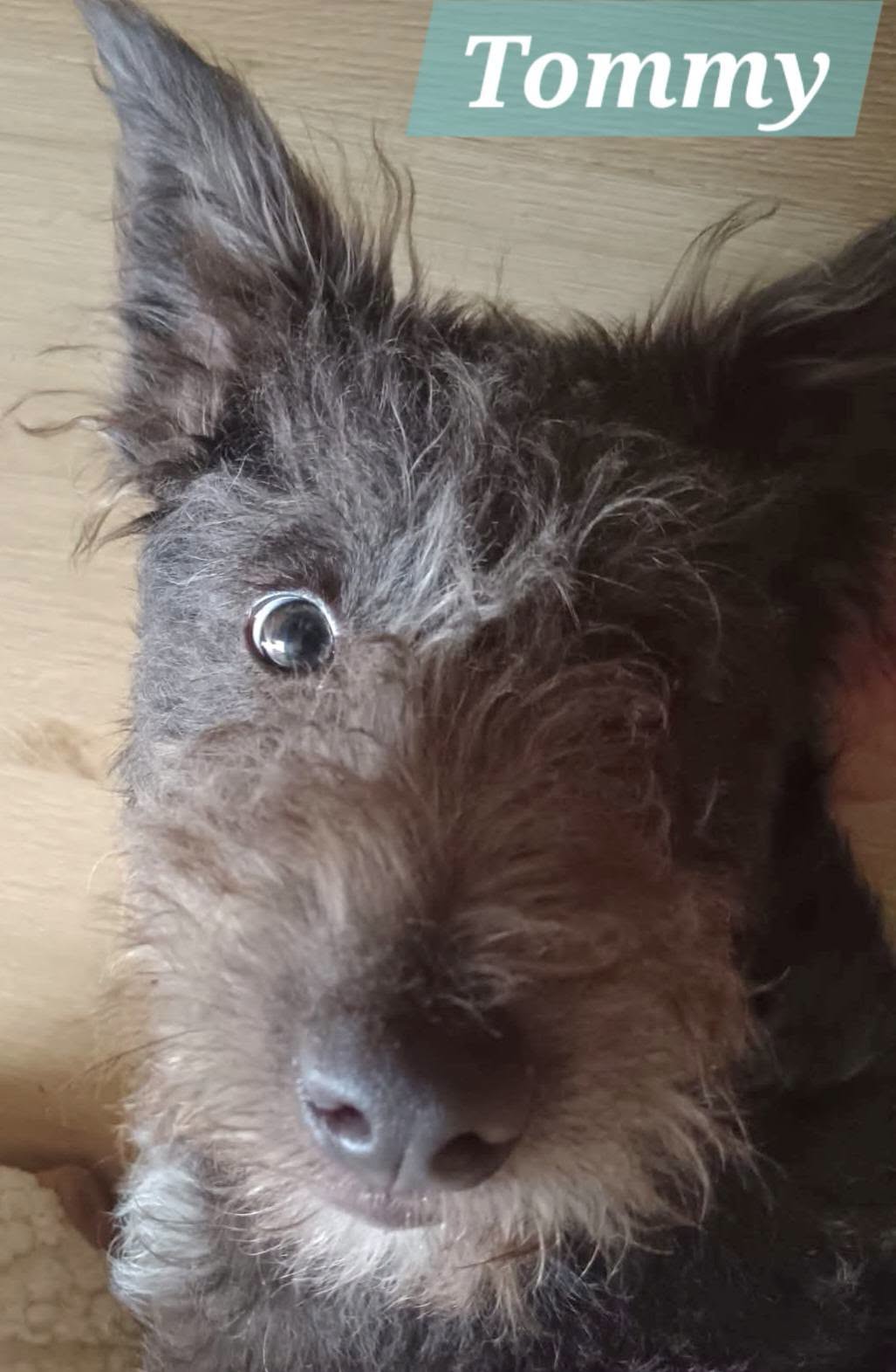 Adopter TOMMY