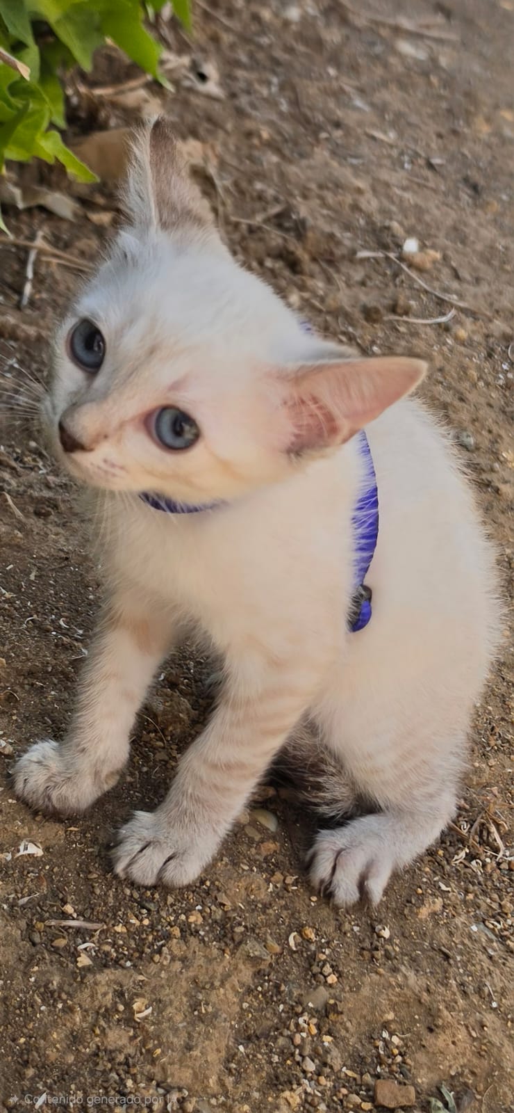 Adopter ARY