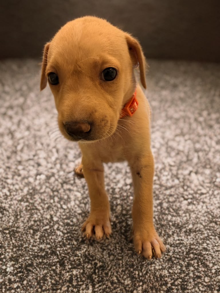 Adopter Kanoa