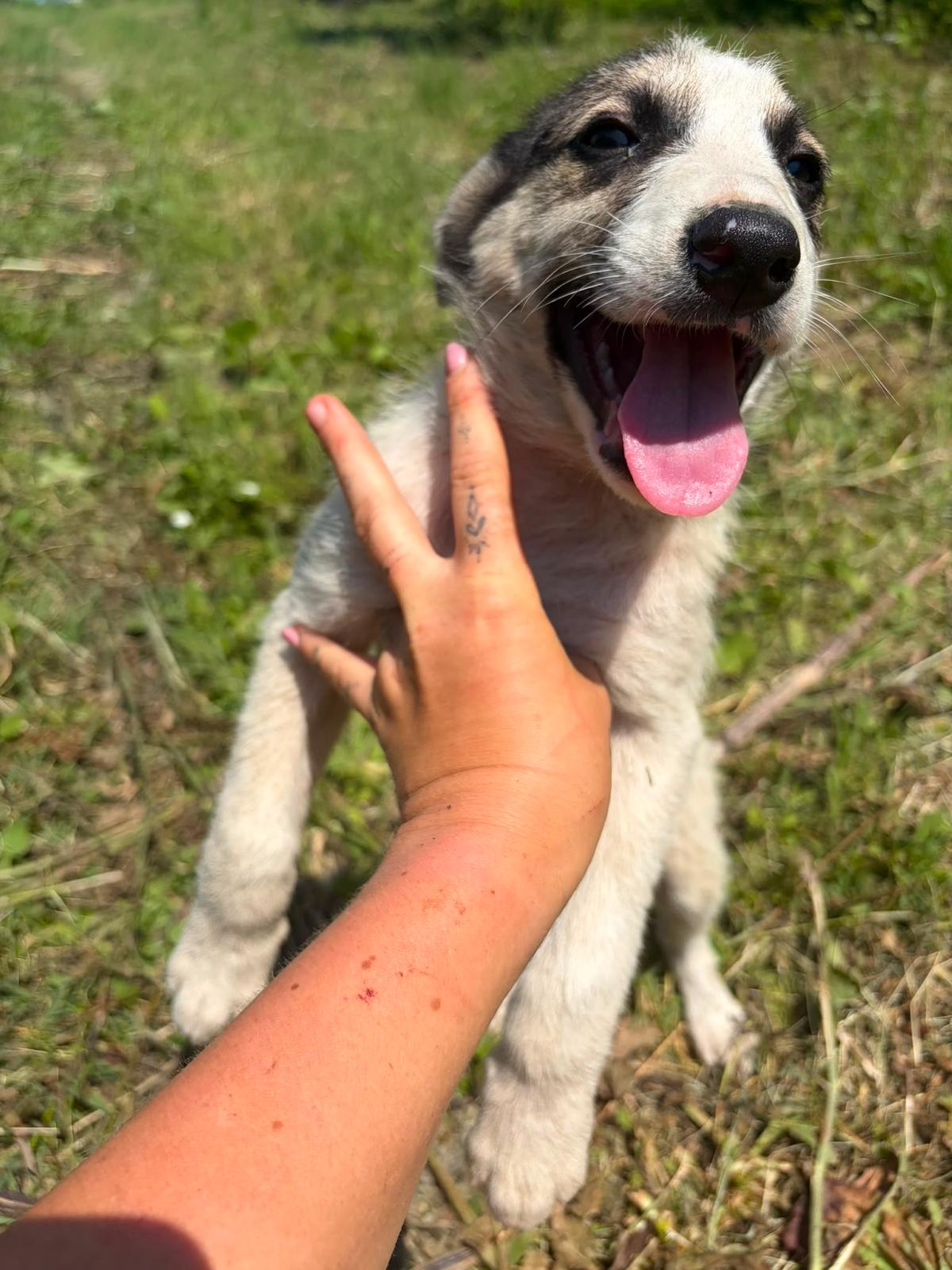 Adoption NELLY