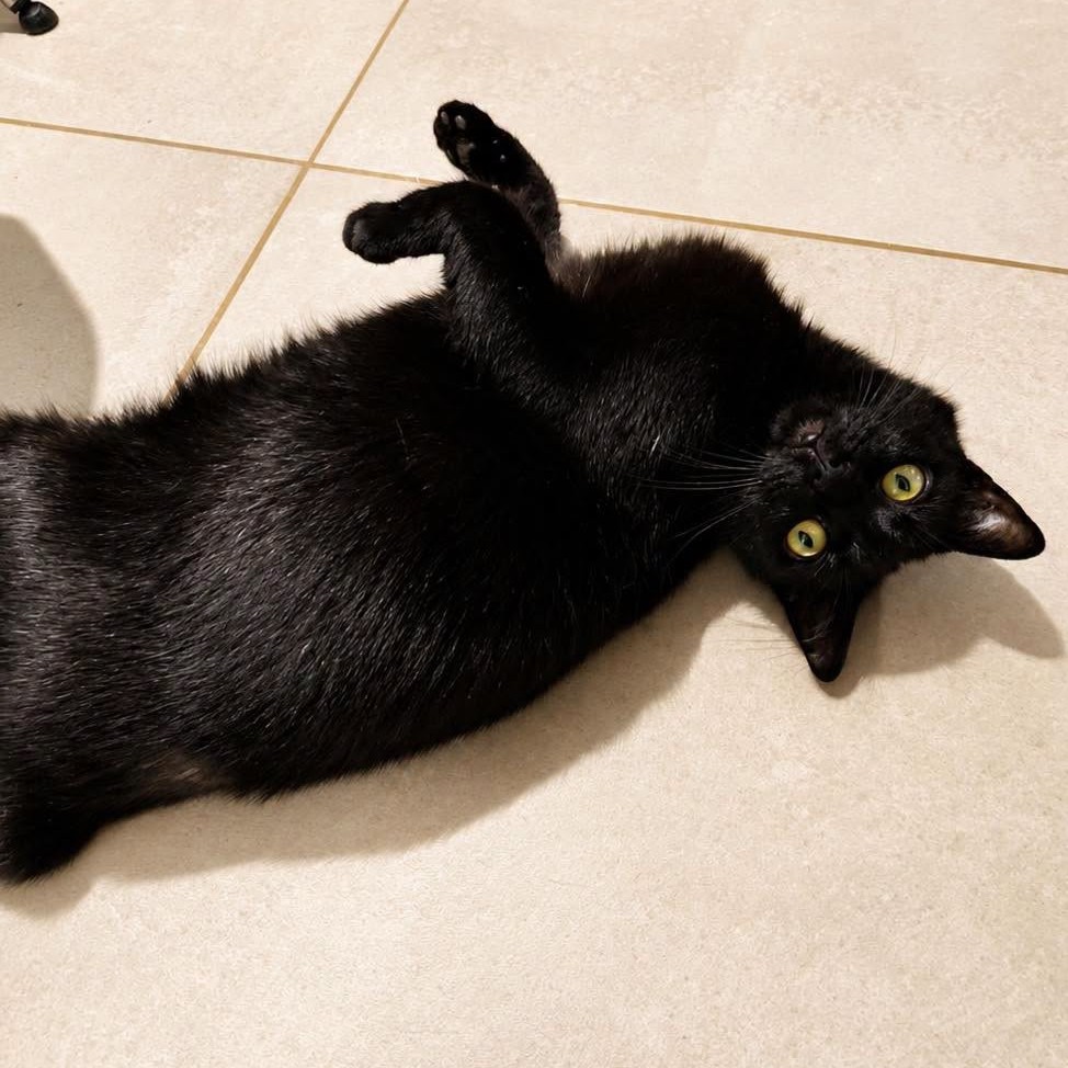 Adopter NINOUCHE