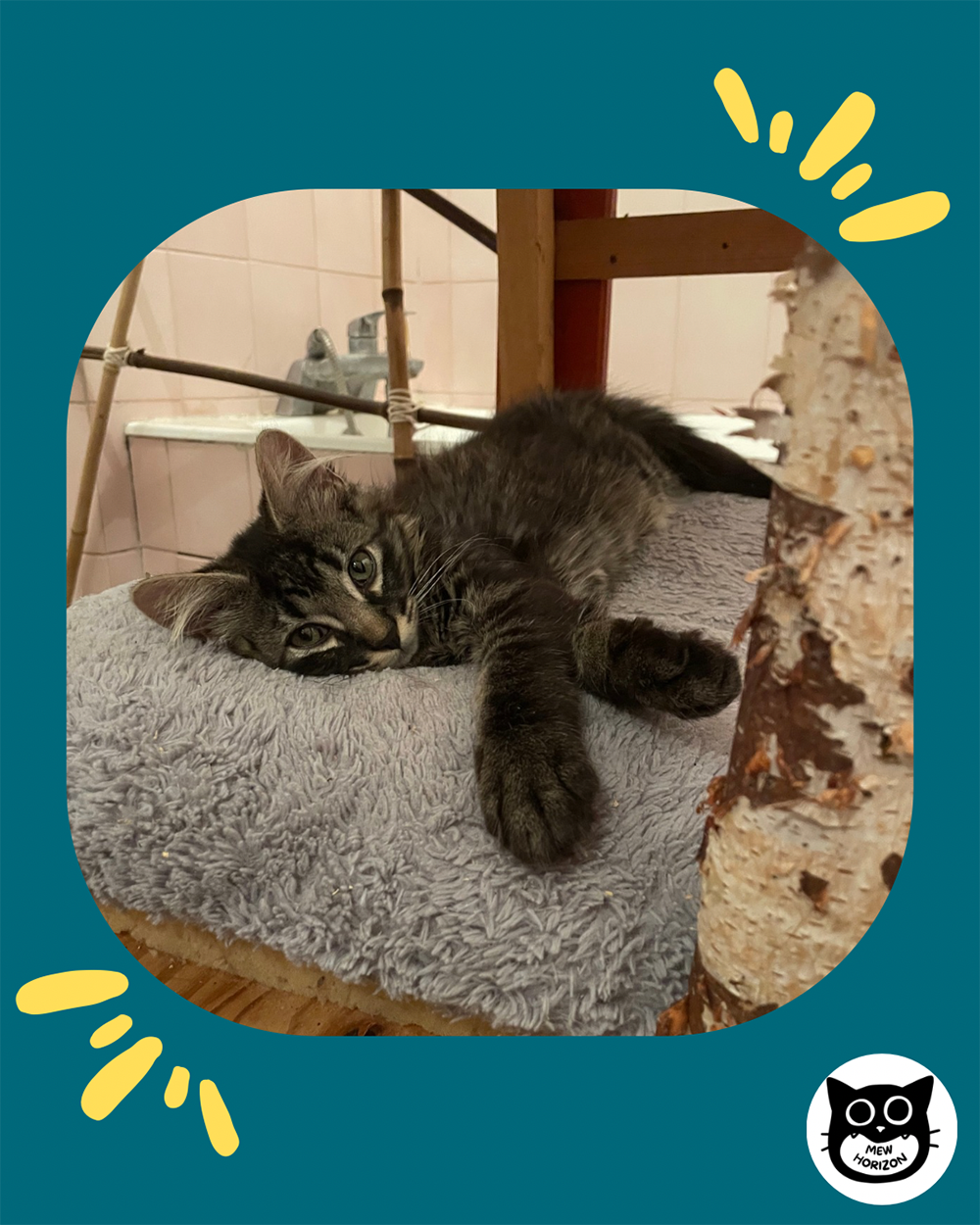Adopter Daruk