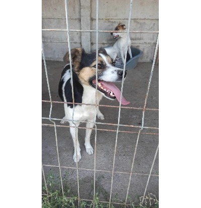 Adopter Eliza