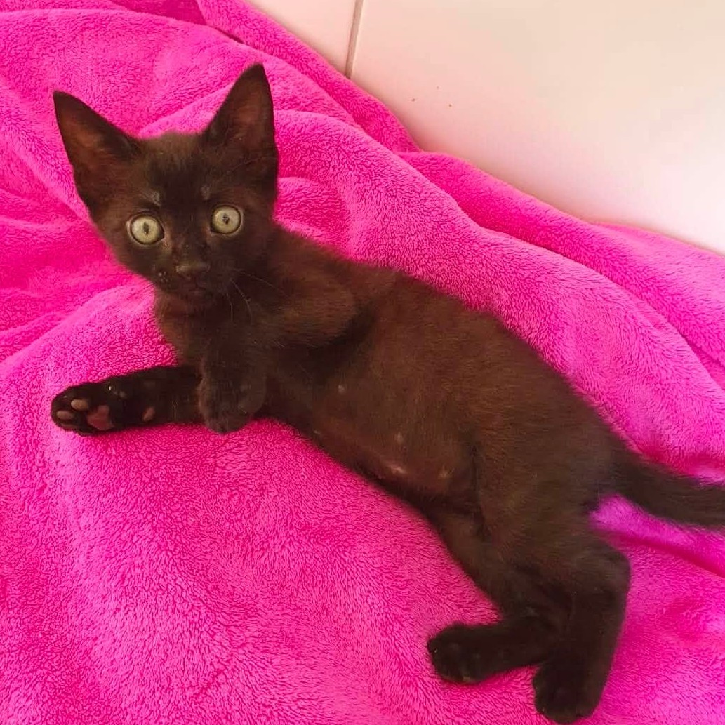 Adopter Pimsy