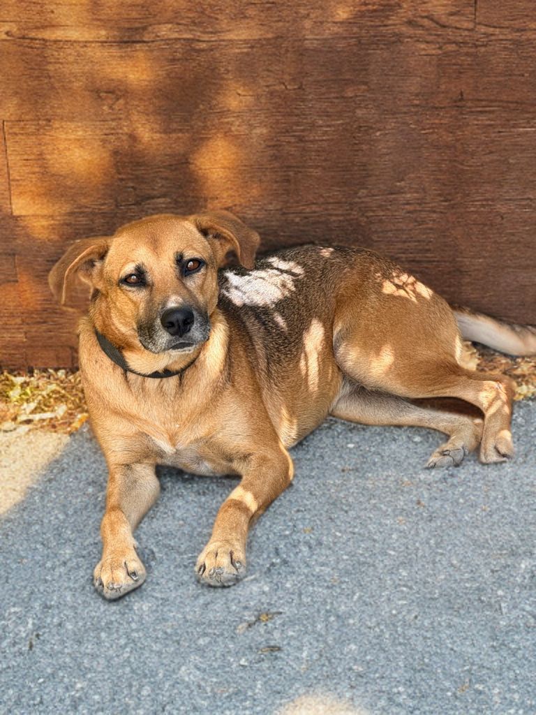 Adopter Fakir