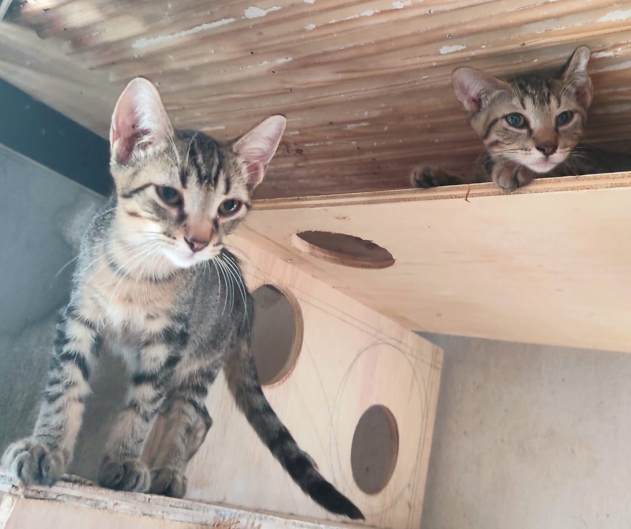 Adoption Bonbon