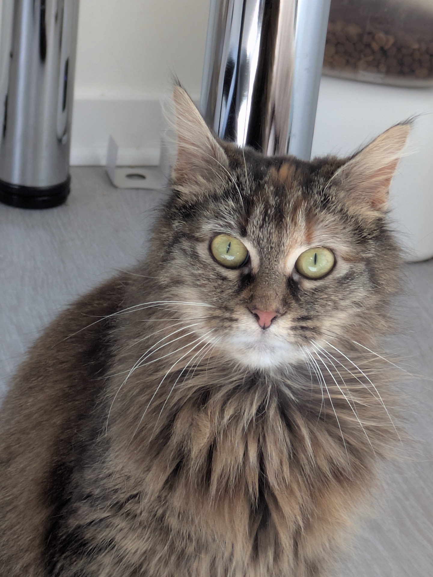 Adopter Fika