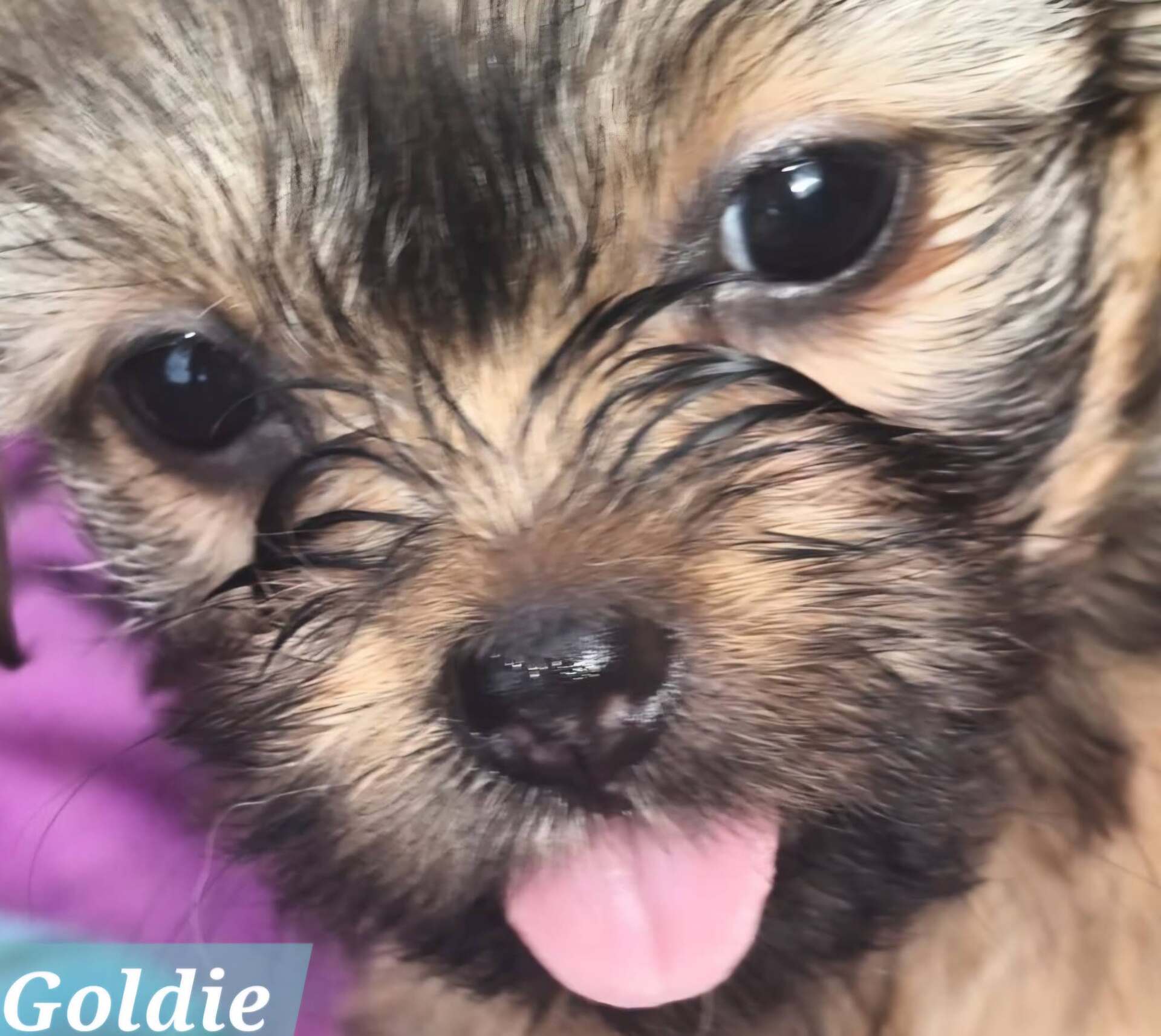 Adopter GOLDIE