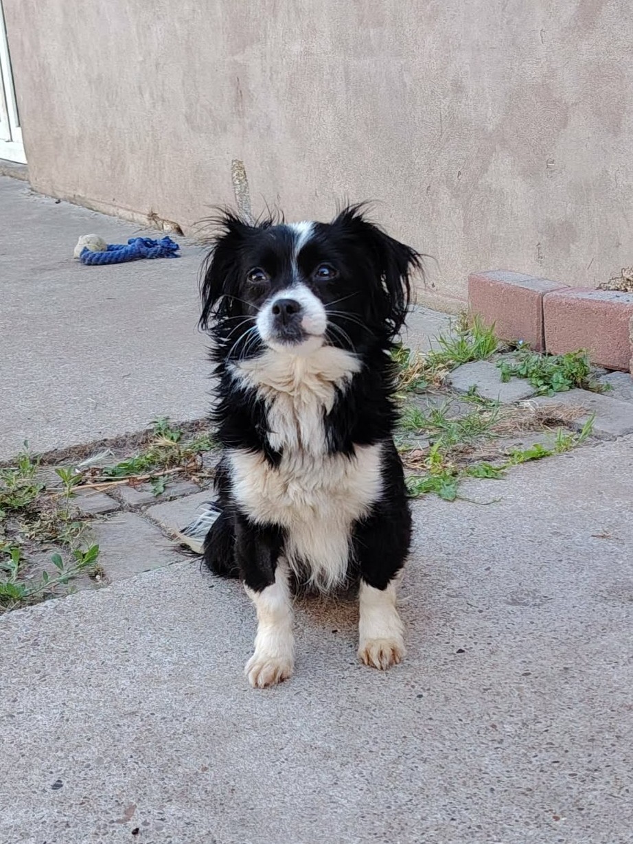 Adoption Tia