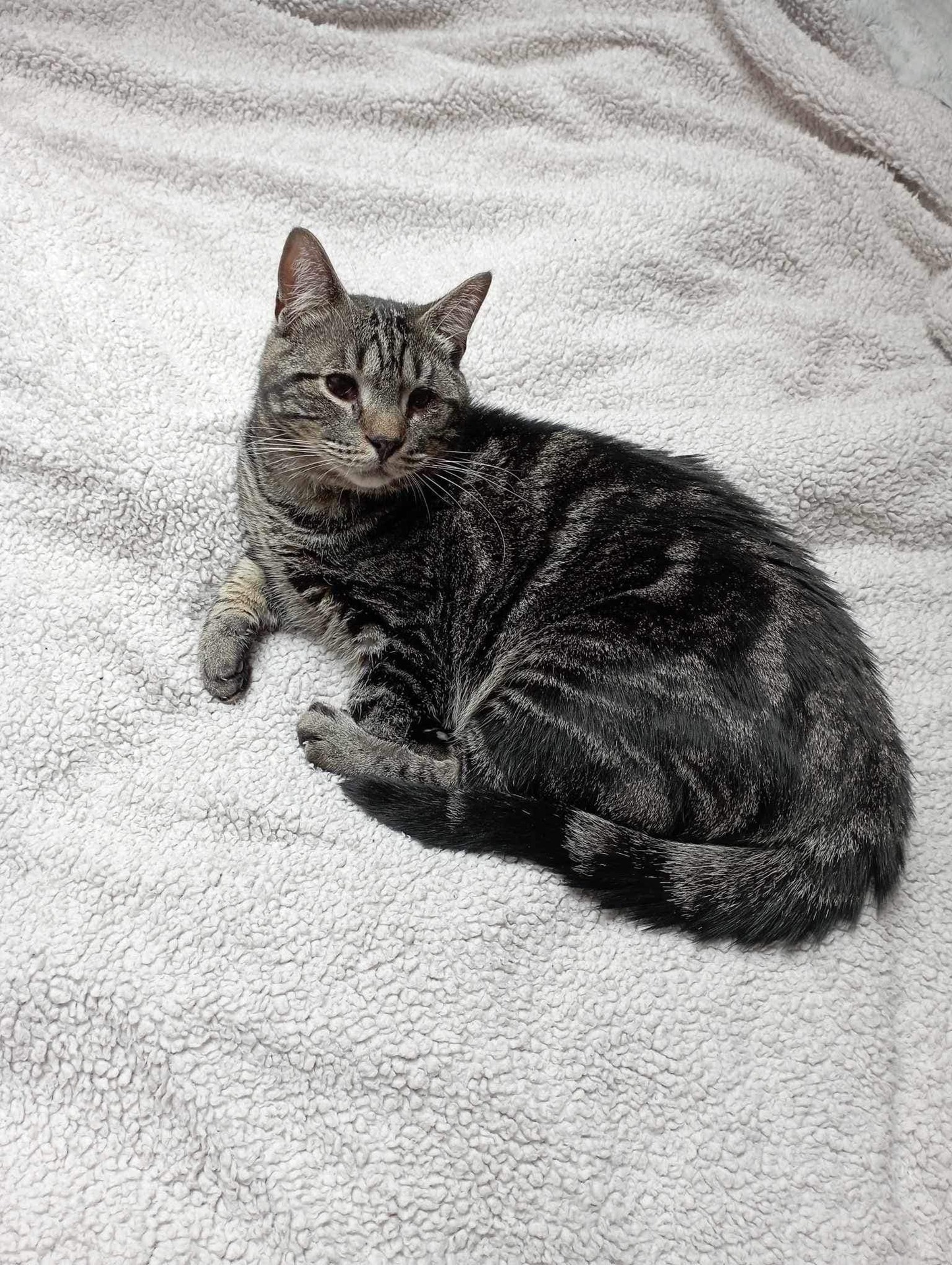 Adopter Clyde 