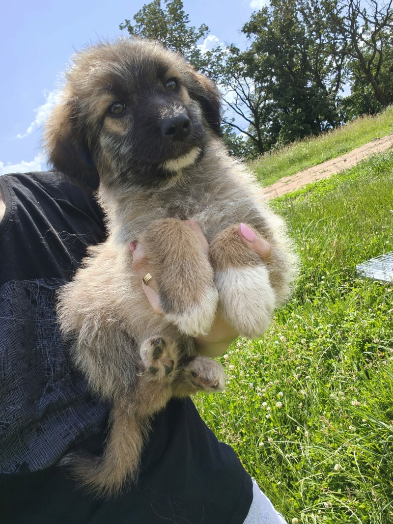 Adopter Siya