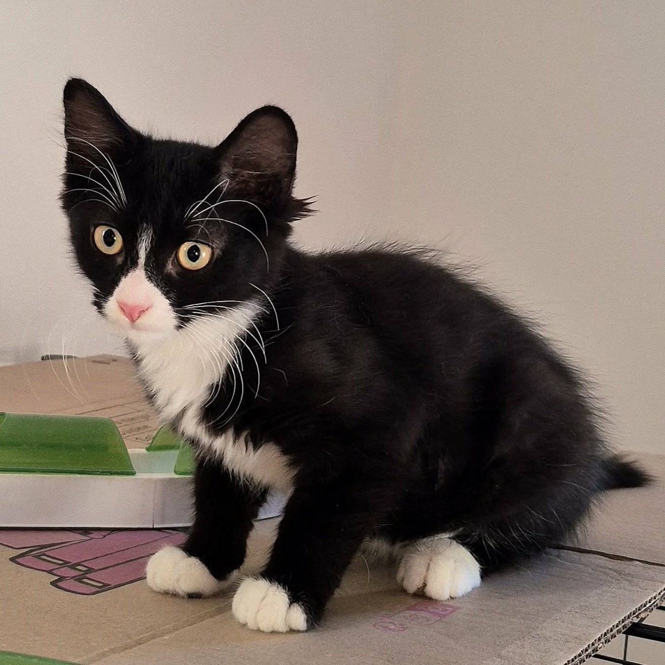 Adopter MERLIN