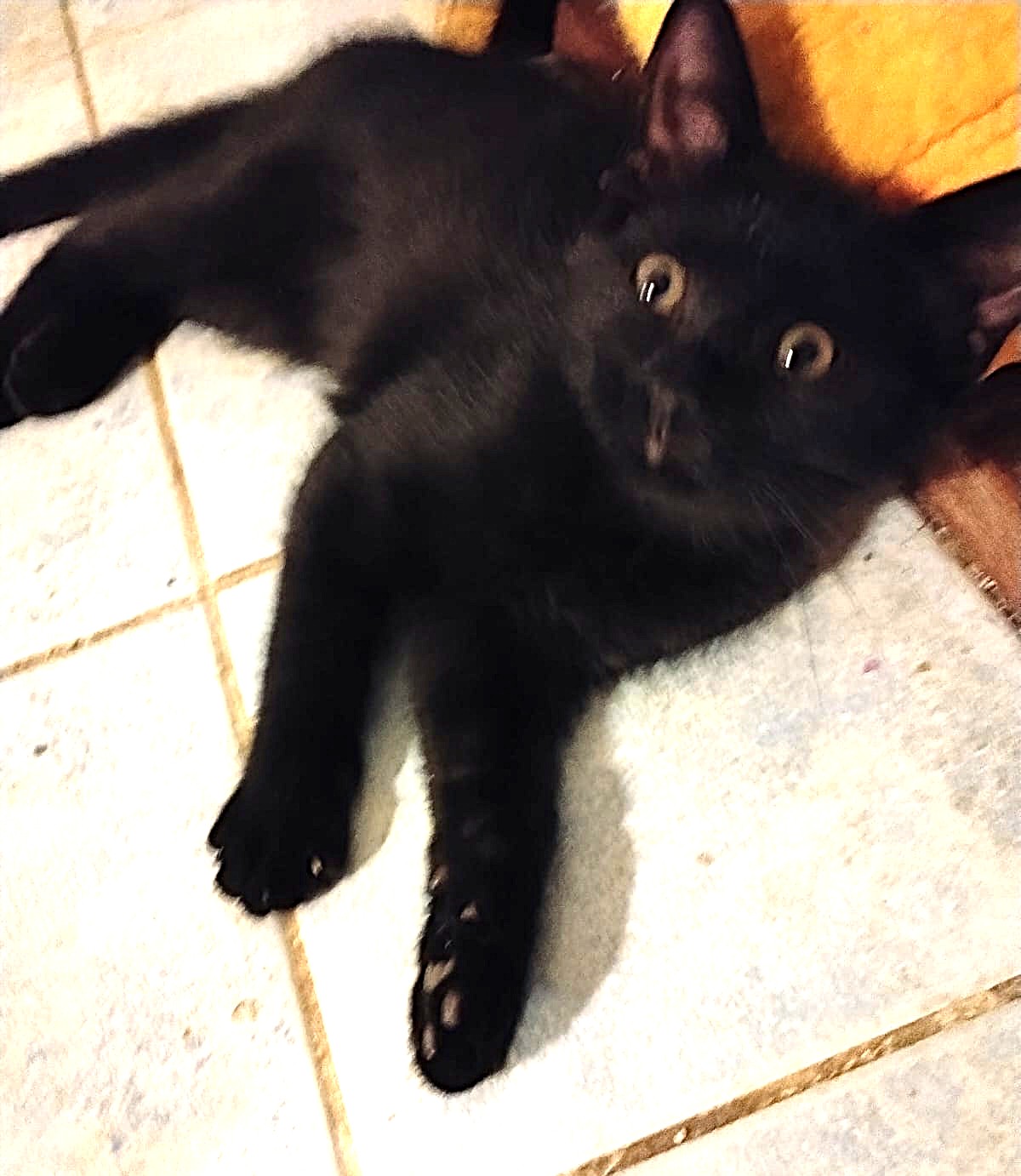 Adopter Brindille