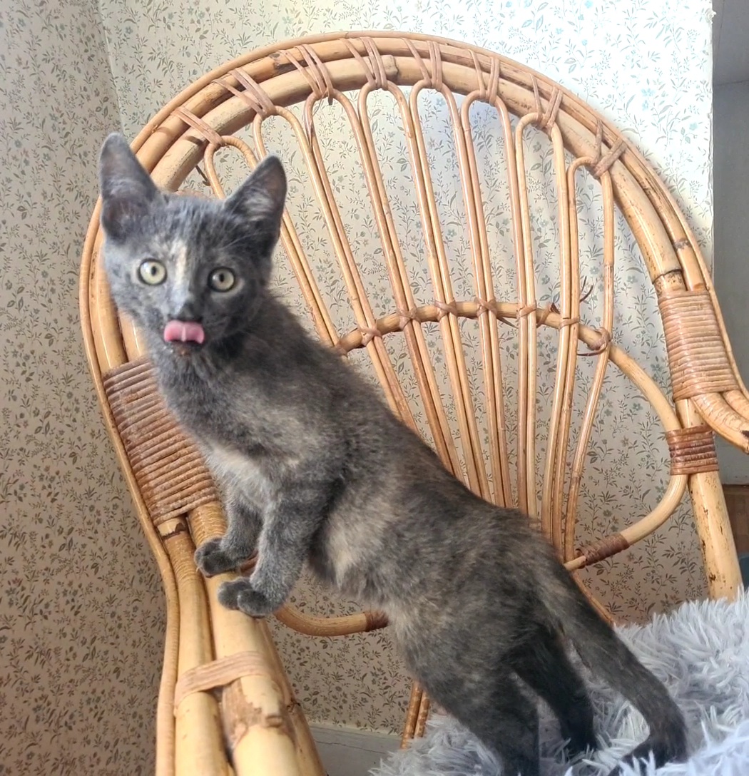 Adoption Salomé