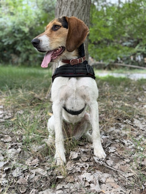 Adopter MELISSA