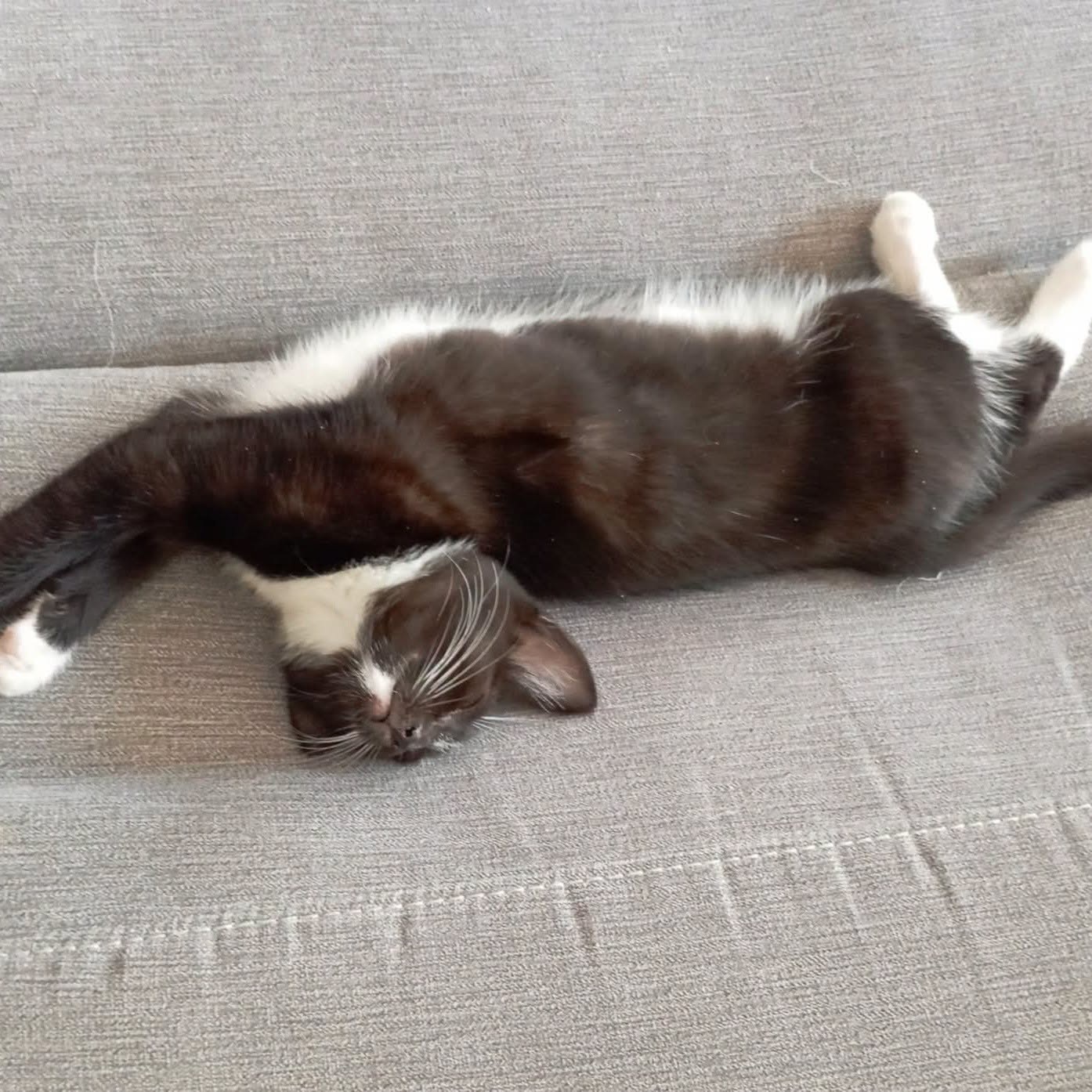 Adoption MANILLE