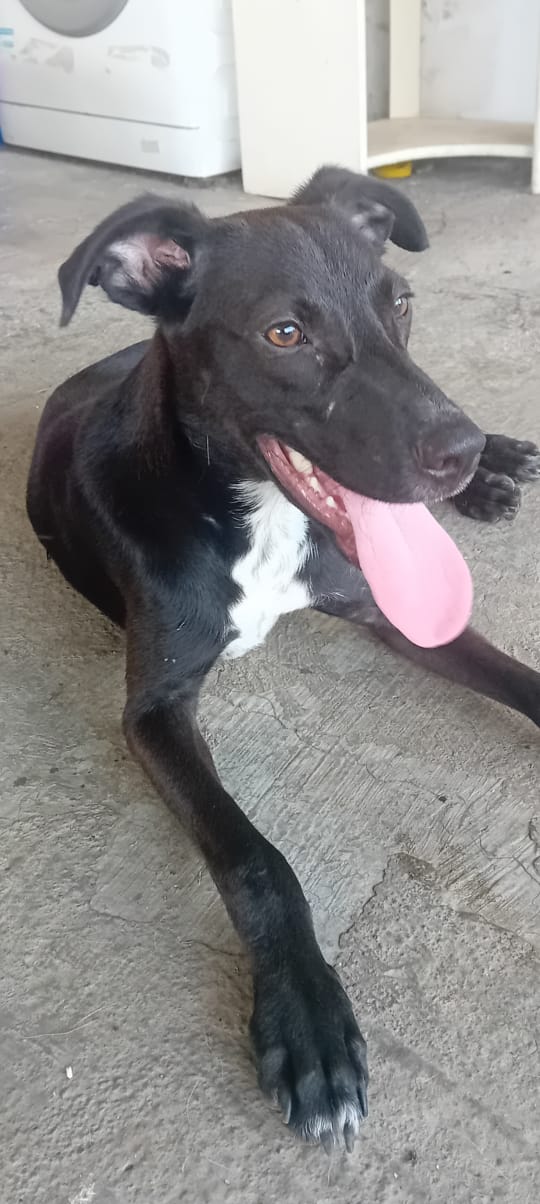 Adoption Cheeky