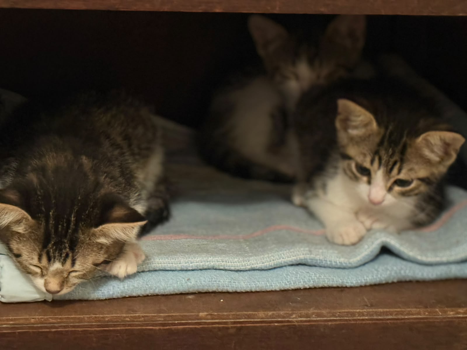 Adopter BRIDGET et ARCHIBALD