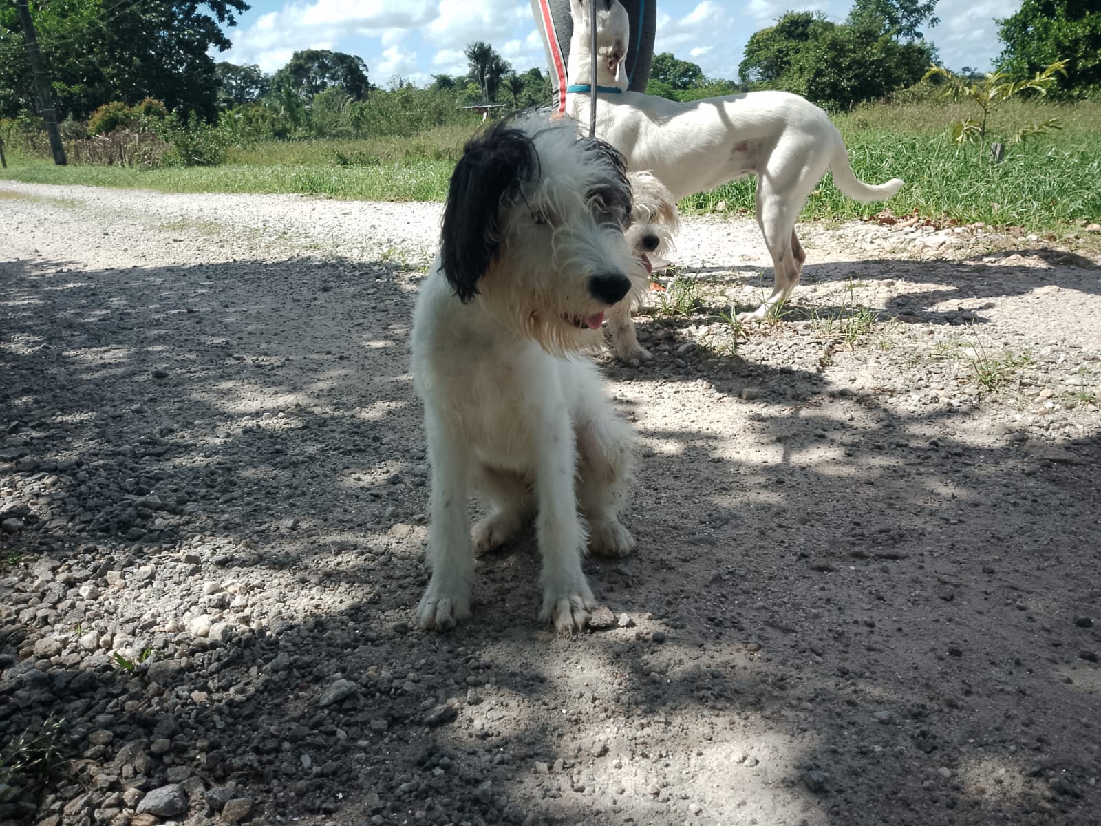 Adopter Atar