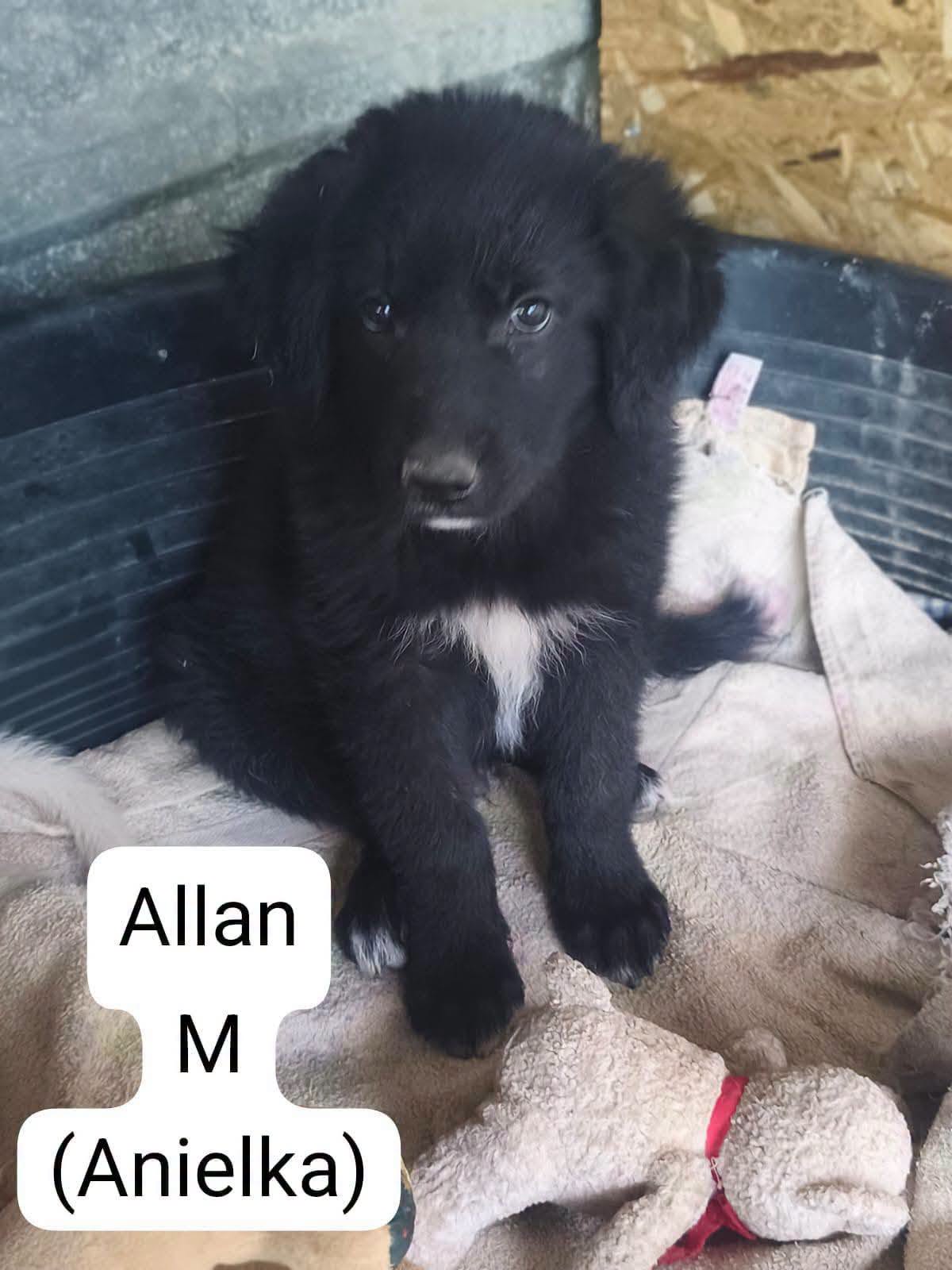 Adopter ALLAN