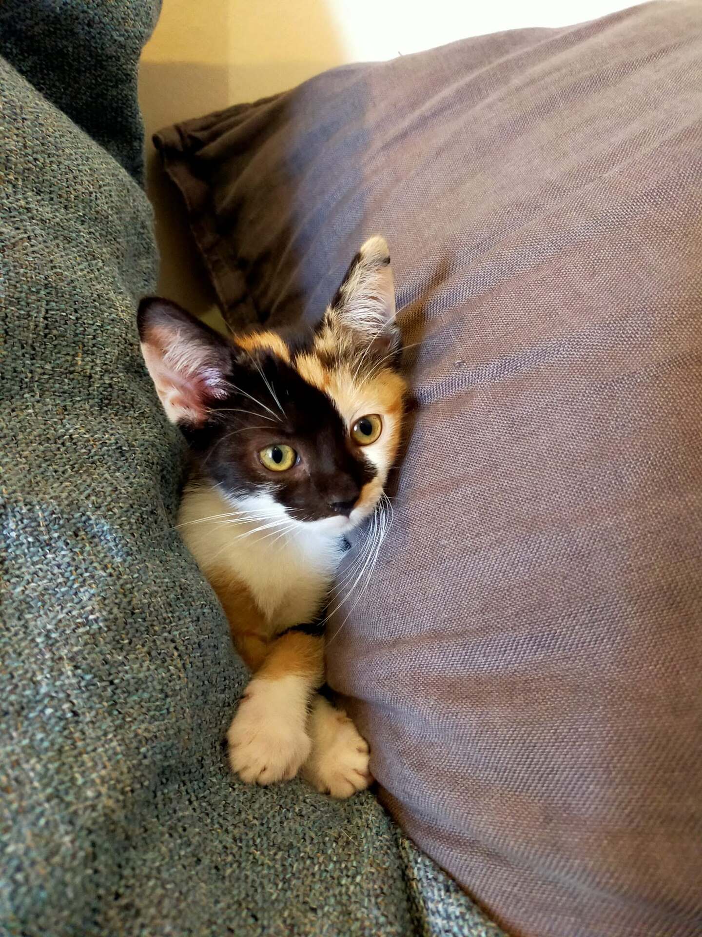 Adopter Bayonne
