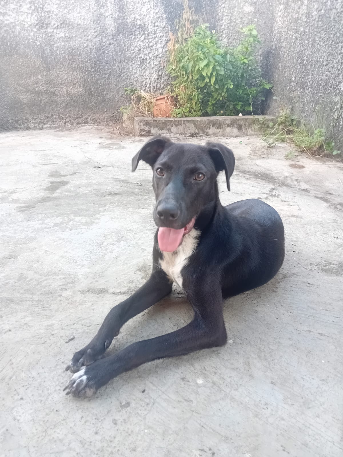 Adopter Cheeky