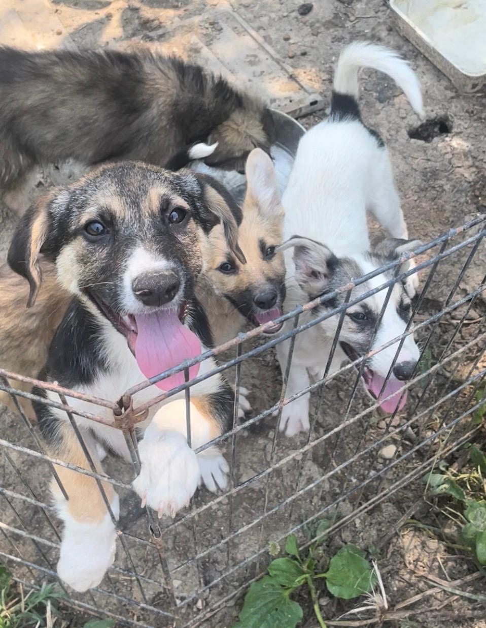 Adoption YARA