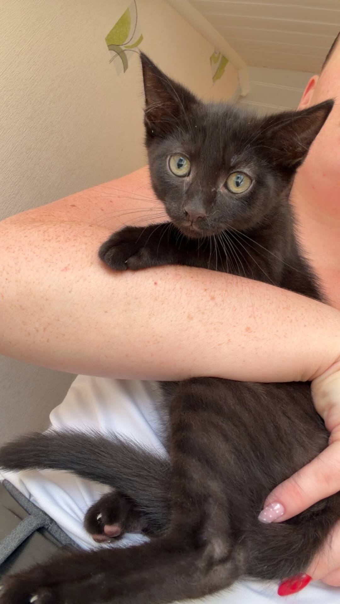 Adopter Burton