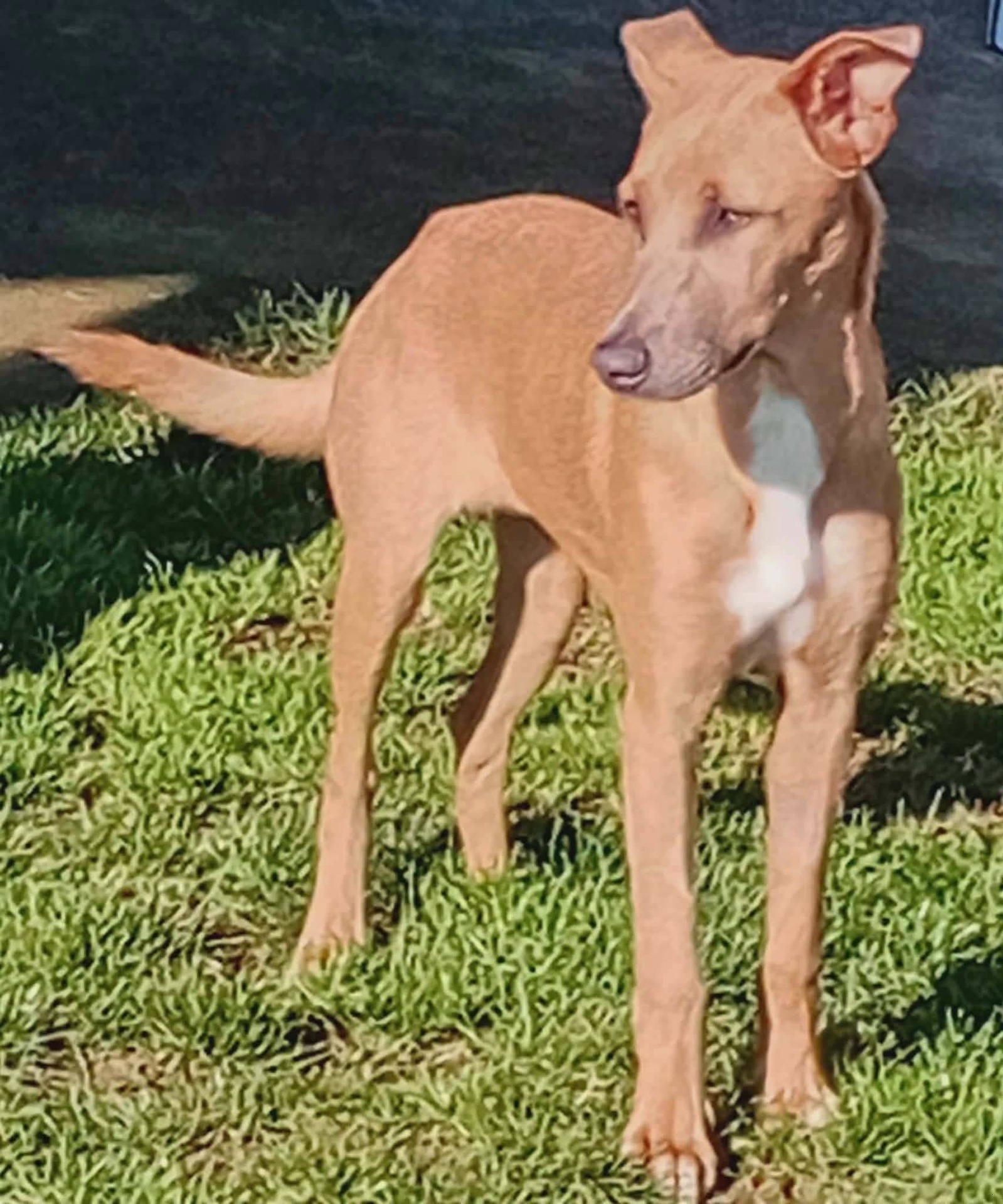 Adopter Iris