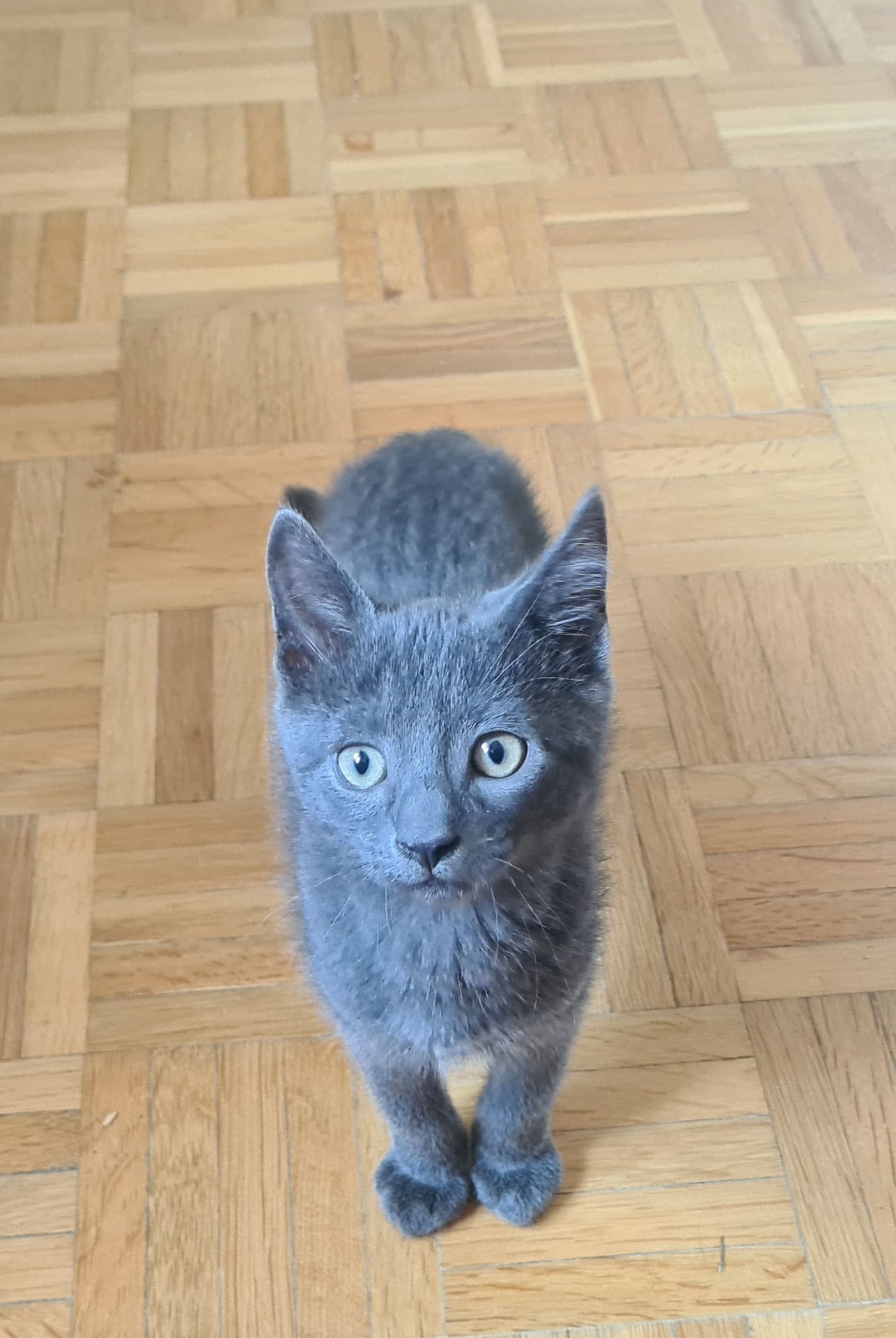Adoption Salomon