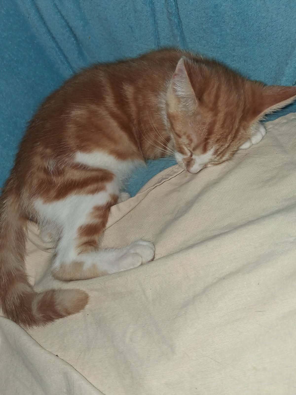 Adopter BAYLEE