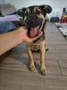 Shado