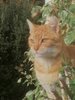 Genet
